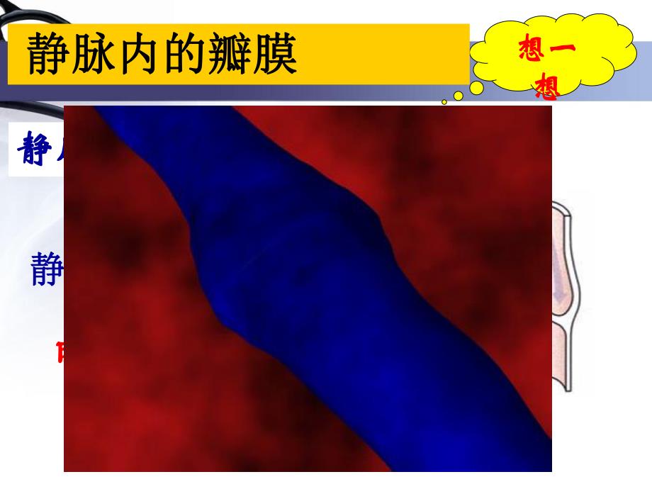 心脏结构和功能.ppt_第3页