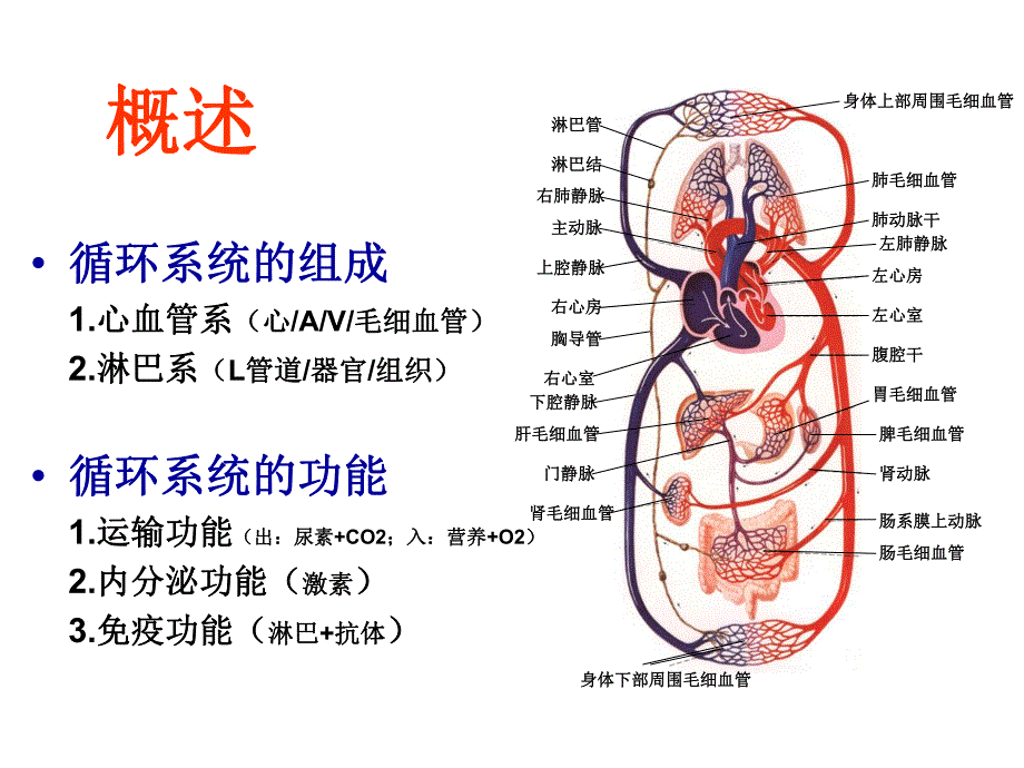 循环系统心脏.ppt.ppt_第2页