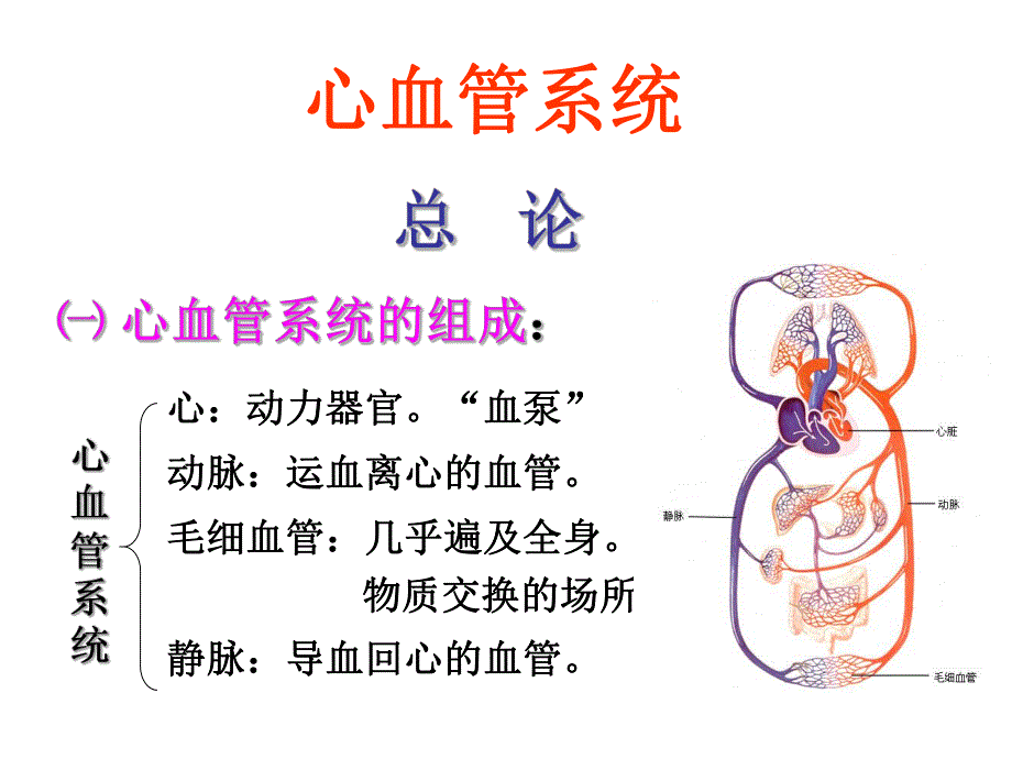 循环系统心脏.ppt.ppt_第3页