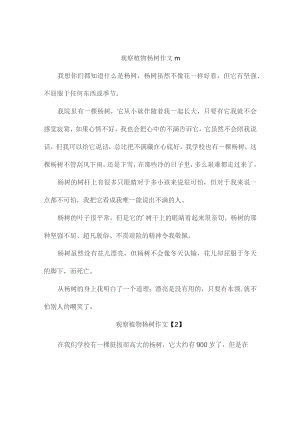 观察植物杨树作文400字(通用2篇).docx