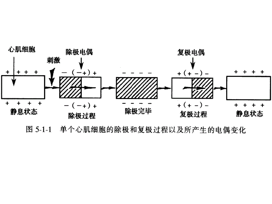[临床医学]心电图图谱.ppt_第1页