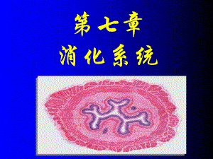 消化系统解剖生理.ppt.ppt