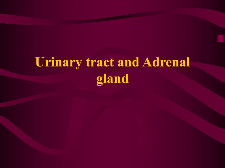 泌尿系超声诊断.ppt_第1页