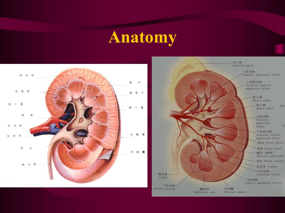 泌尿系超声诊断.ppt_第3页