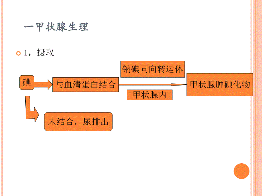 甲状腺生理和甲状腺结节.ppt_第3页