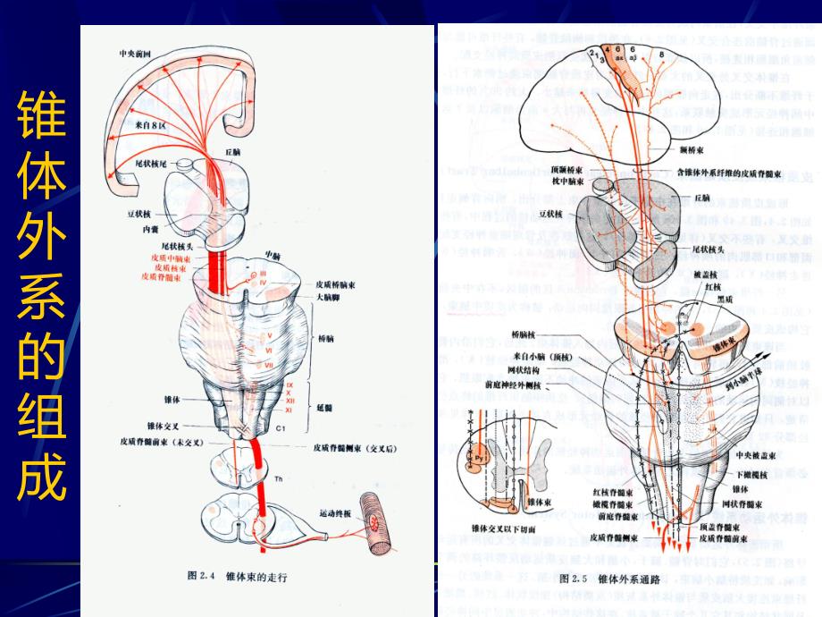 锥体外系解剖和临床.ppt_第3页