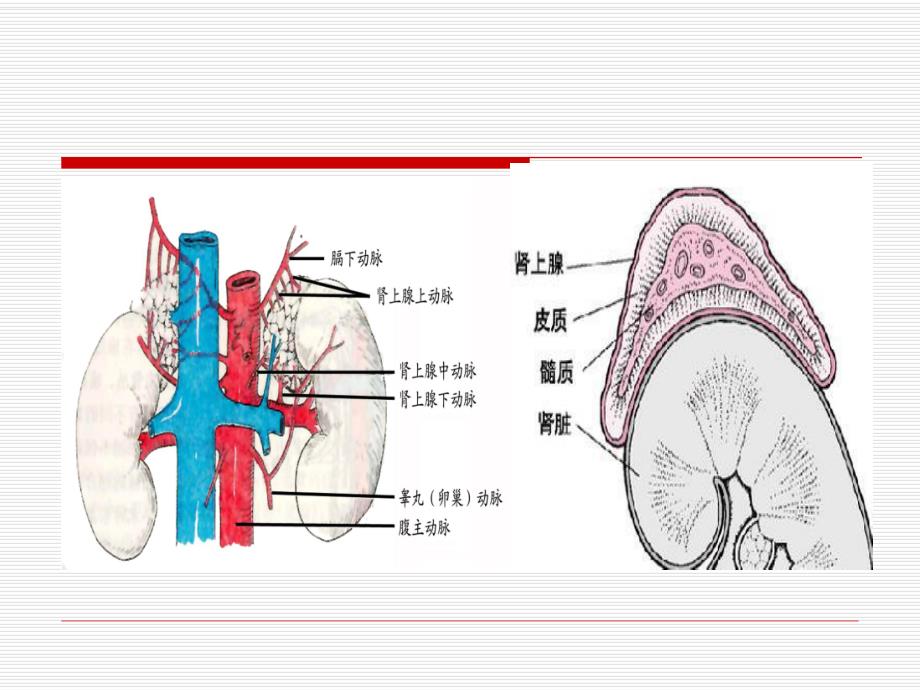 肾上腺解剖及病变.ppt_第3页