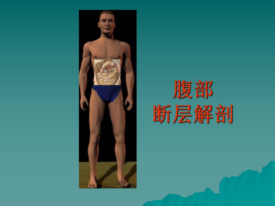 腹部断层.ppt_第1页