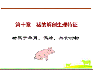 第十章猪的解剖生理特征.ppt