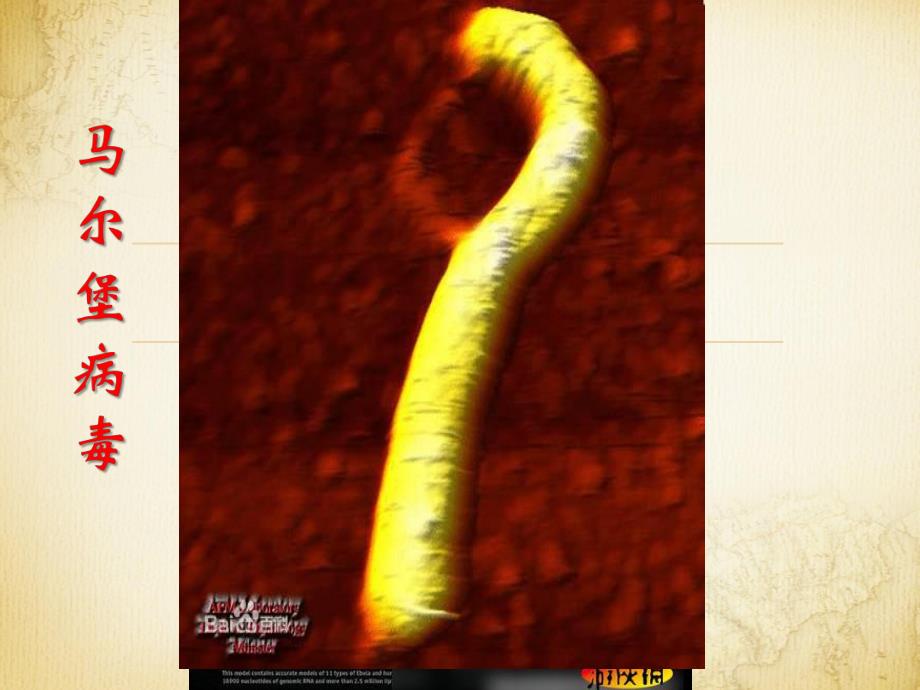 马尔堡出血热.ppt_第2页