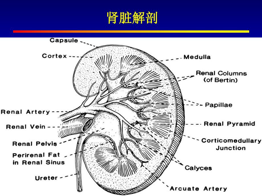 肾小球疾病概述(PPT73).ppt_第3页