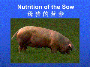 母猪的营养1.ppt
