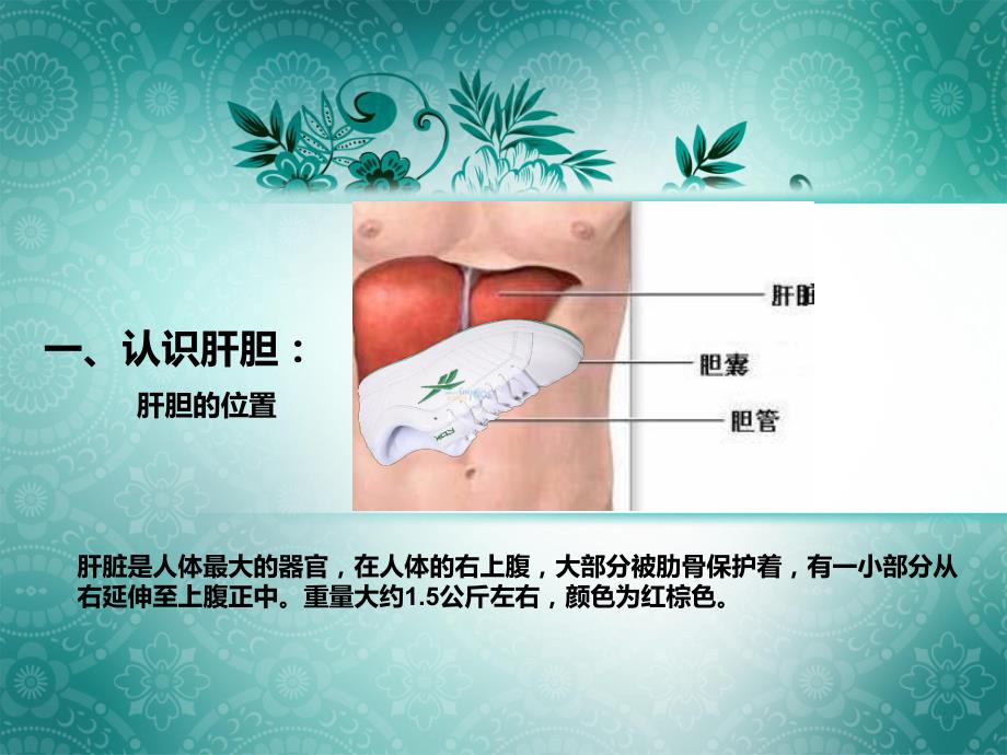 中医讲肝.ppt.ppt_第3页