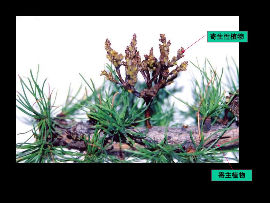 园林植物病理学第三章寄生性种子植物.ppt_第3页