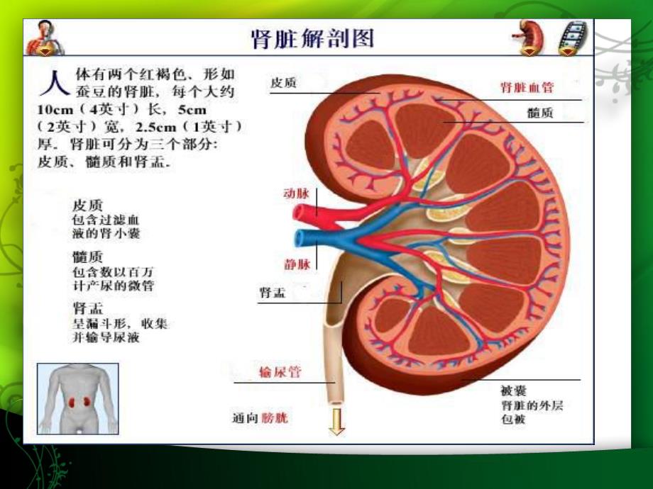慢性肾功能衰竭的护理.ppt.ppt_第3页