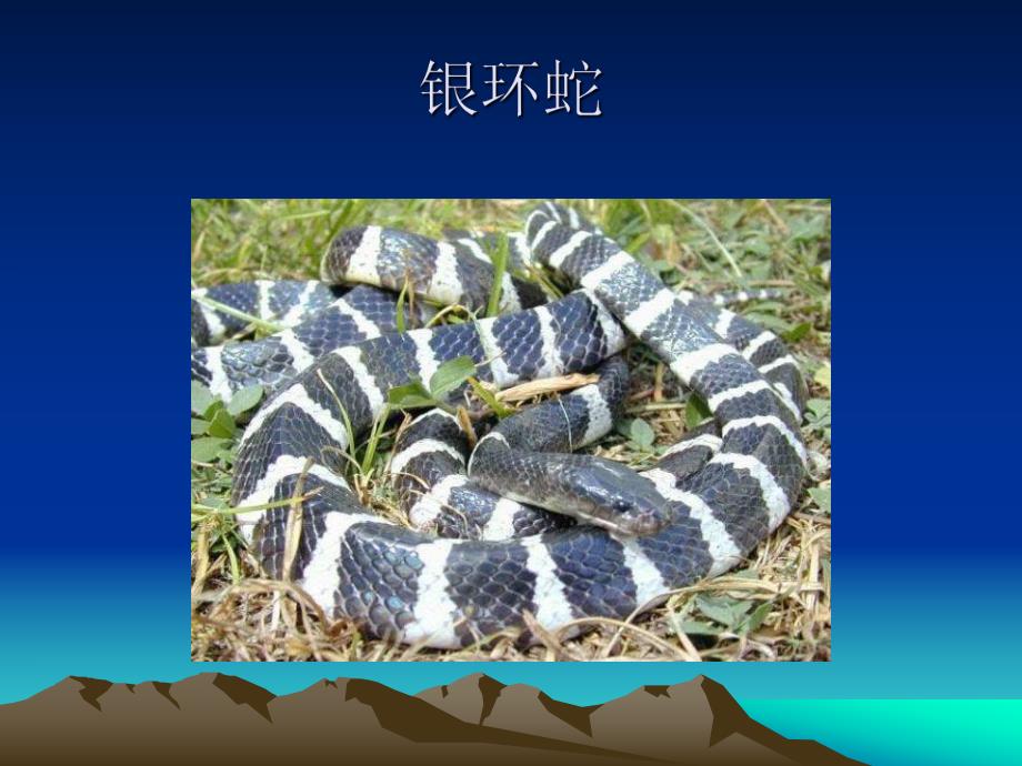 蛇伤急救与防治.ppt_第3页