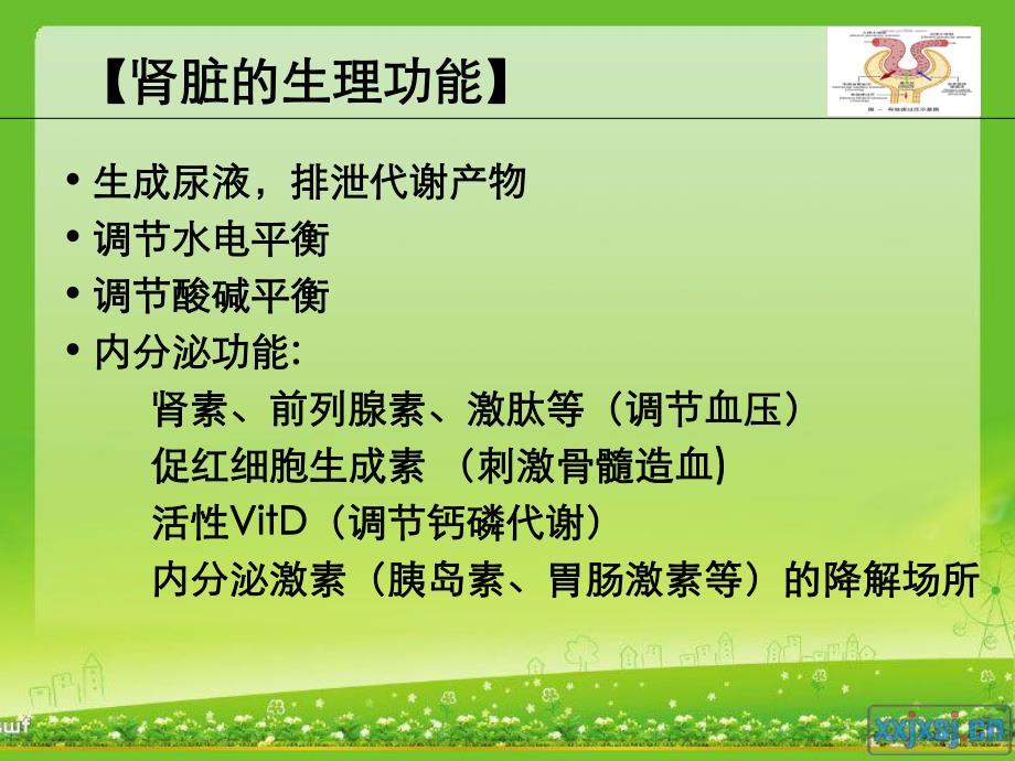 急性肾衰竭病人的抢救护理.ppt_第2页