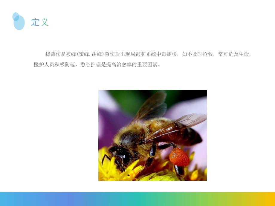 蜂蛰伤紧急救治.ppt_第2页