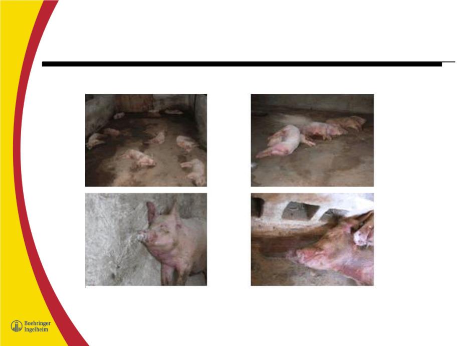 对眼下流行猪病(无名高热)的原因分析与应对策略.ppt_第2页