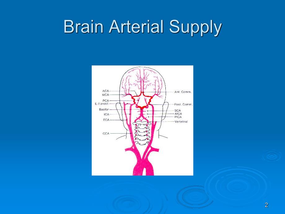 头颈部血管(颈内动脉)解剖分段.ppt_第2页