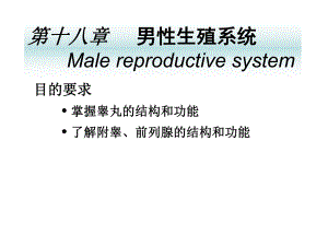 【组织学与胚胎学】第十八章 男性生殖系统.ppt