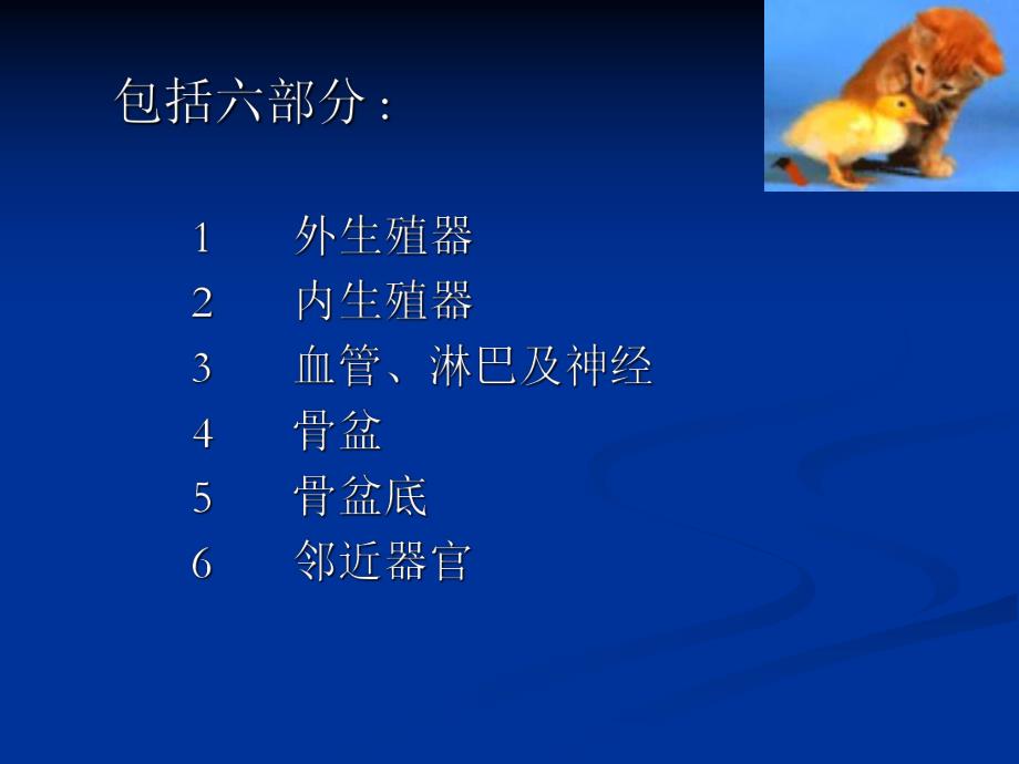 女性生殖系统解剖.ppt_第2页
