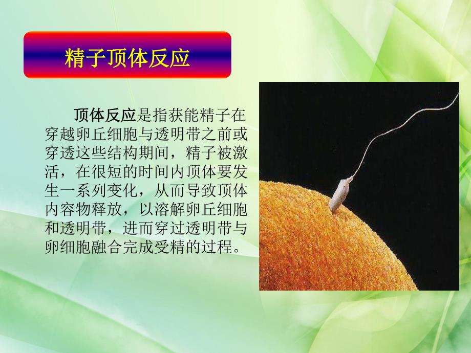 哺乳动物精子顶体反应检测方法研究进展.ppt_第2页