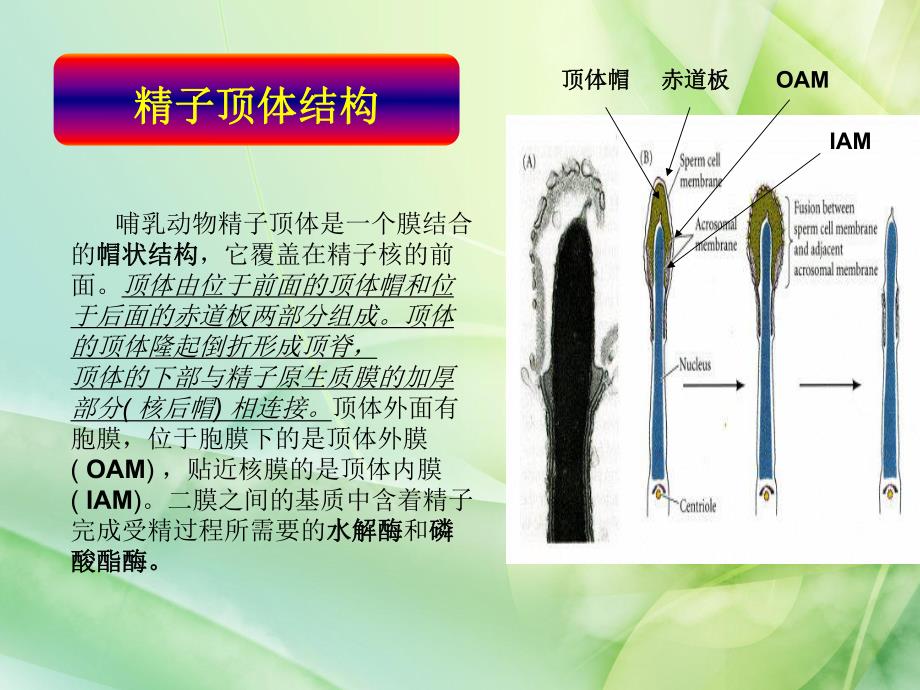 哺乳动物精子顶体反应检测方法研究进展.ppt_第3页