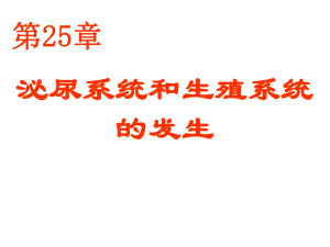25泌尿系统和生殖系统的发生1.ppt