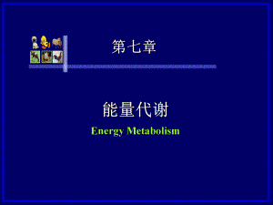 第七章能量代谢.ppt