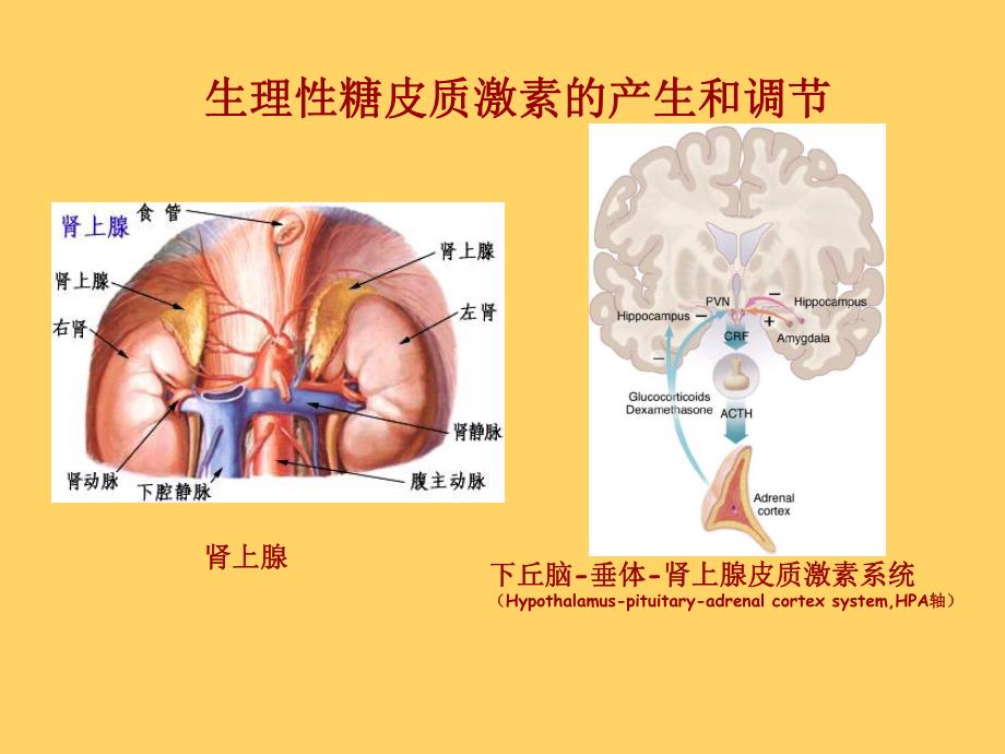 糖皮质激素在耳鼻喉疾病中的合理应用.ppt_第2页
