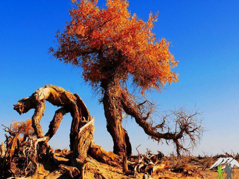 医院带状疱疹.ppt_第2页