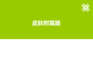 皮肤附属器及疾病.ppt