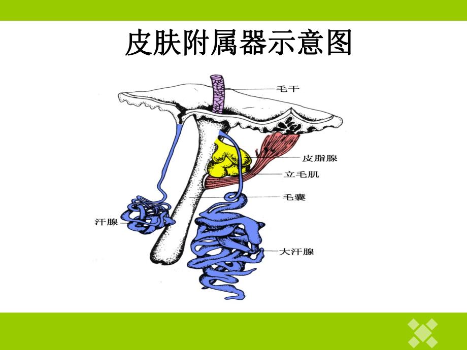 皮肤附属器及疾病.ppt_第3页