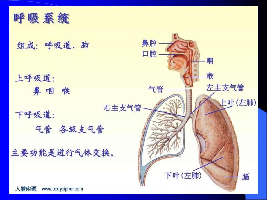 急性上呼吸道感染.ppt_第3页