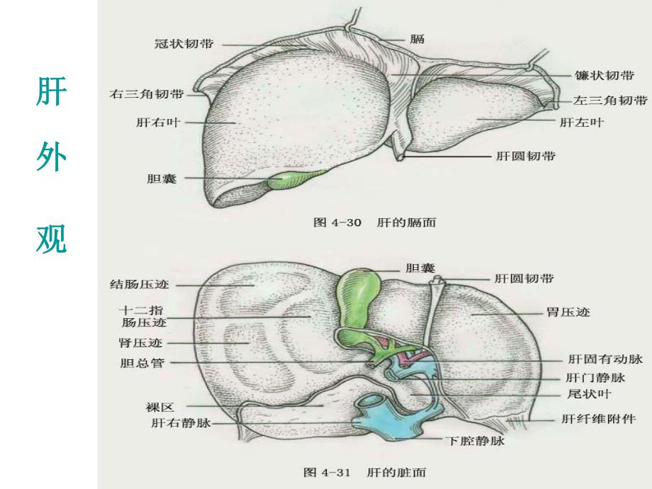 肝脓肿护理进展..ppt_第3页