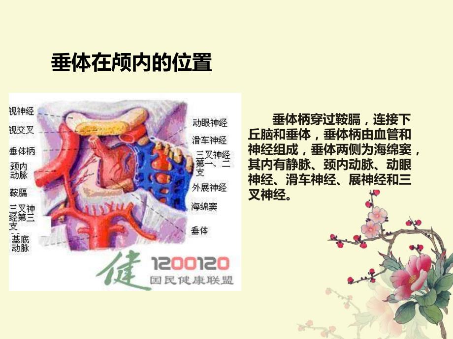 垂体瘤ppt.ppt_第3页