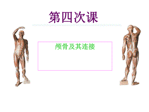 第四次课颅骨及其连接.ppt