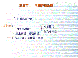 植物神经.ppt