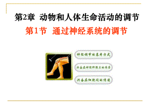 通过神经系统的调节.ppt