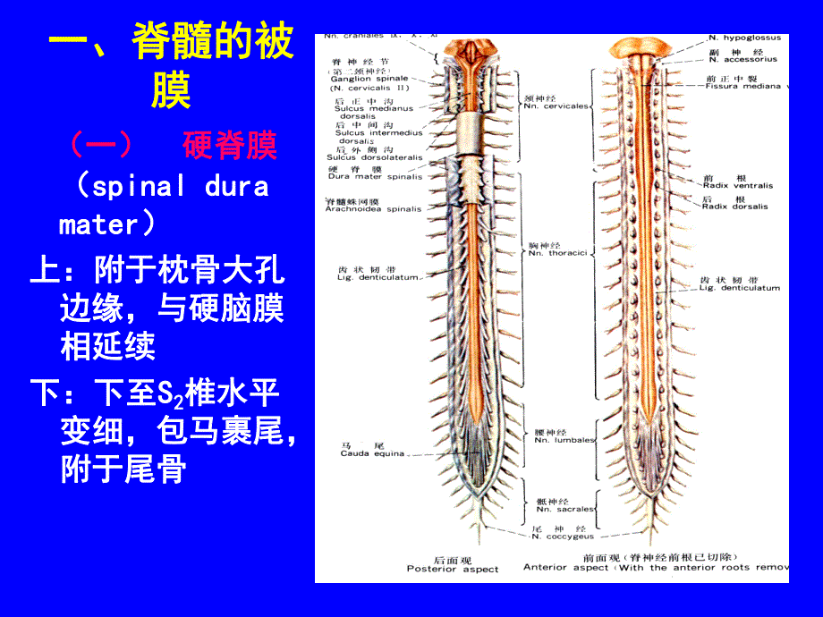 脑膜血管.ppt_第3页