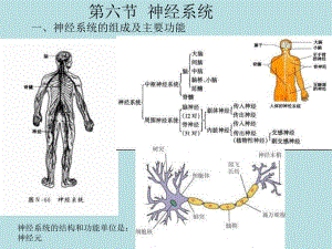 第六节神经系统.ppt