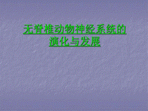动物神经系统的进化.ppt