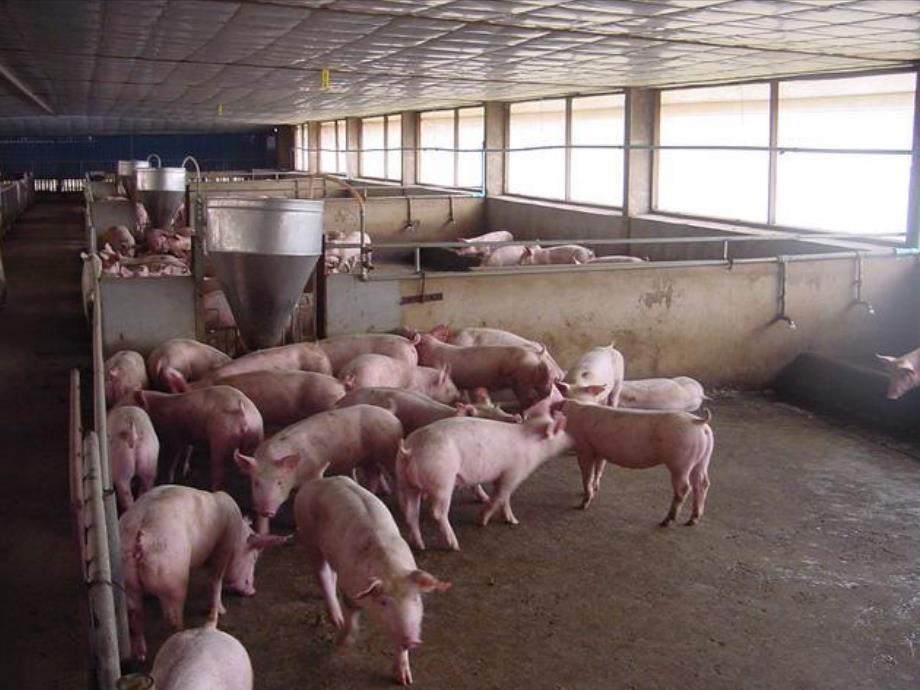 母猪的饲养管理与疾病防控.ppt_第2页