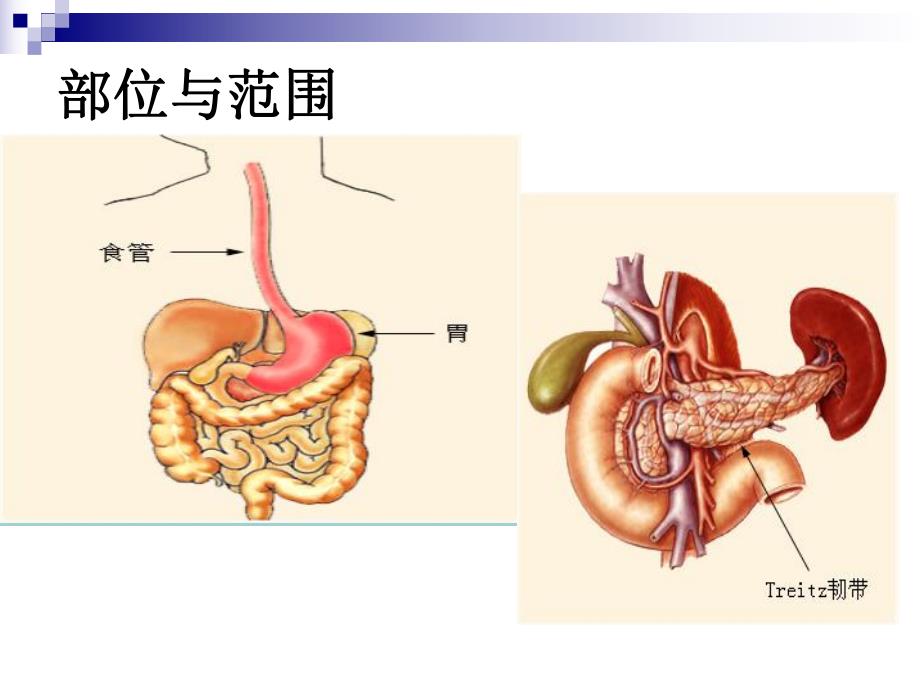 上消化道大出血的诊断和外科处理原则.ppt_第3页