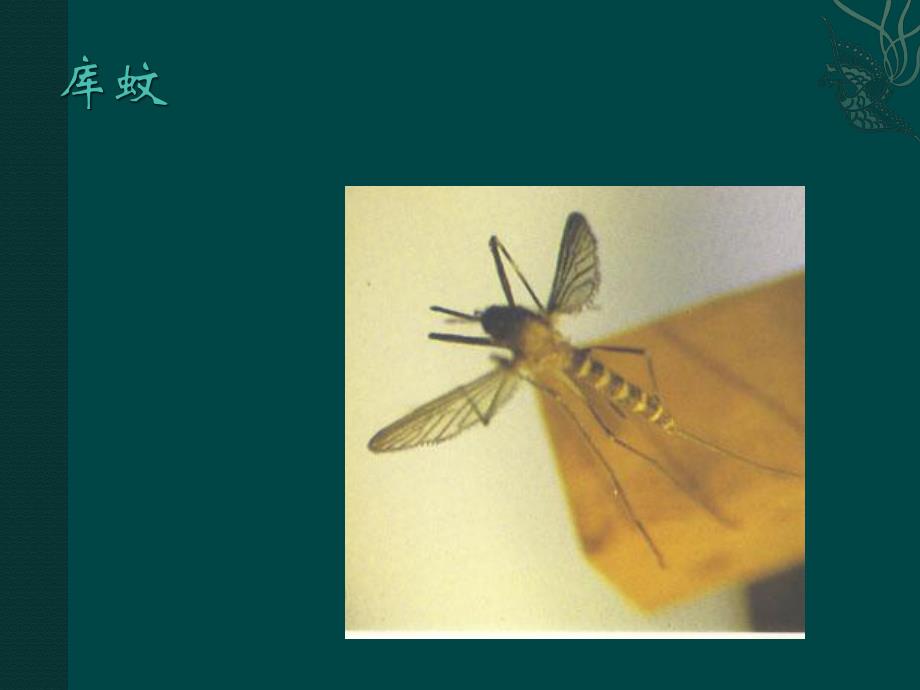 寄生虫图片《班氏微丝蚴》 .ppt_第3页