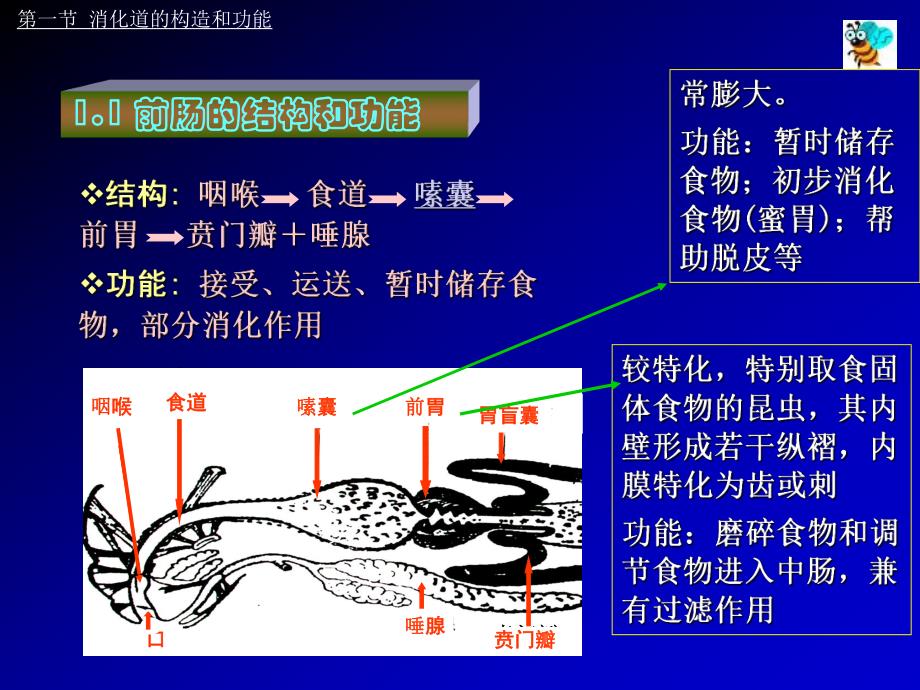 第三章 昆虫的消化系统及其生理.ppt_第3页