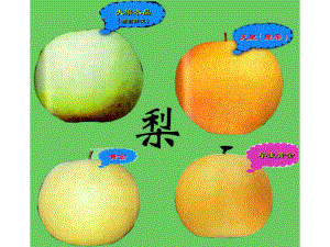 梨子栽培技术.ppt