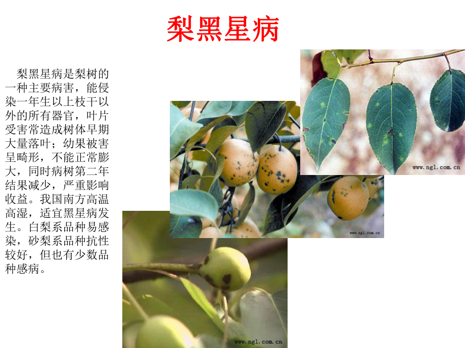 梨树病虫害防治.ppt_第2页