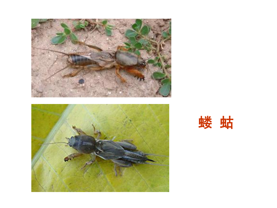 园艺植物病虫害识别.ppt_第1页